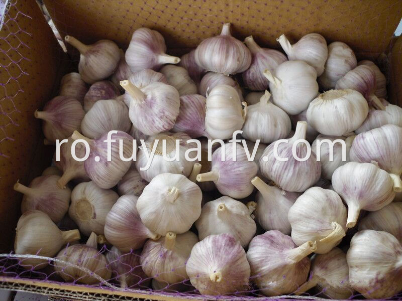 To Brazil Garlic